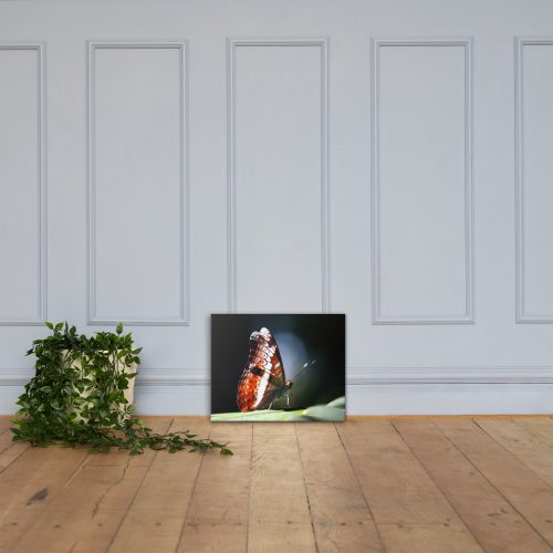 butterfly canvas print