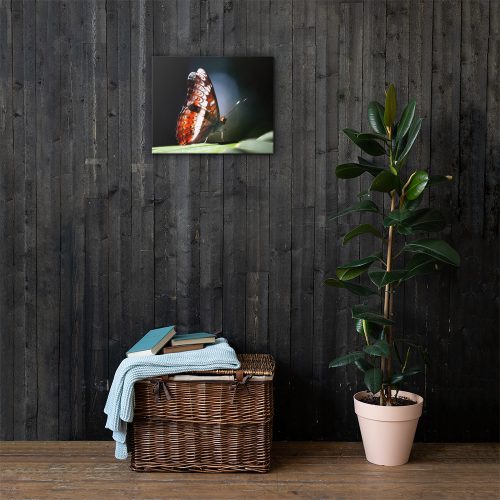butterfly on canvas